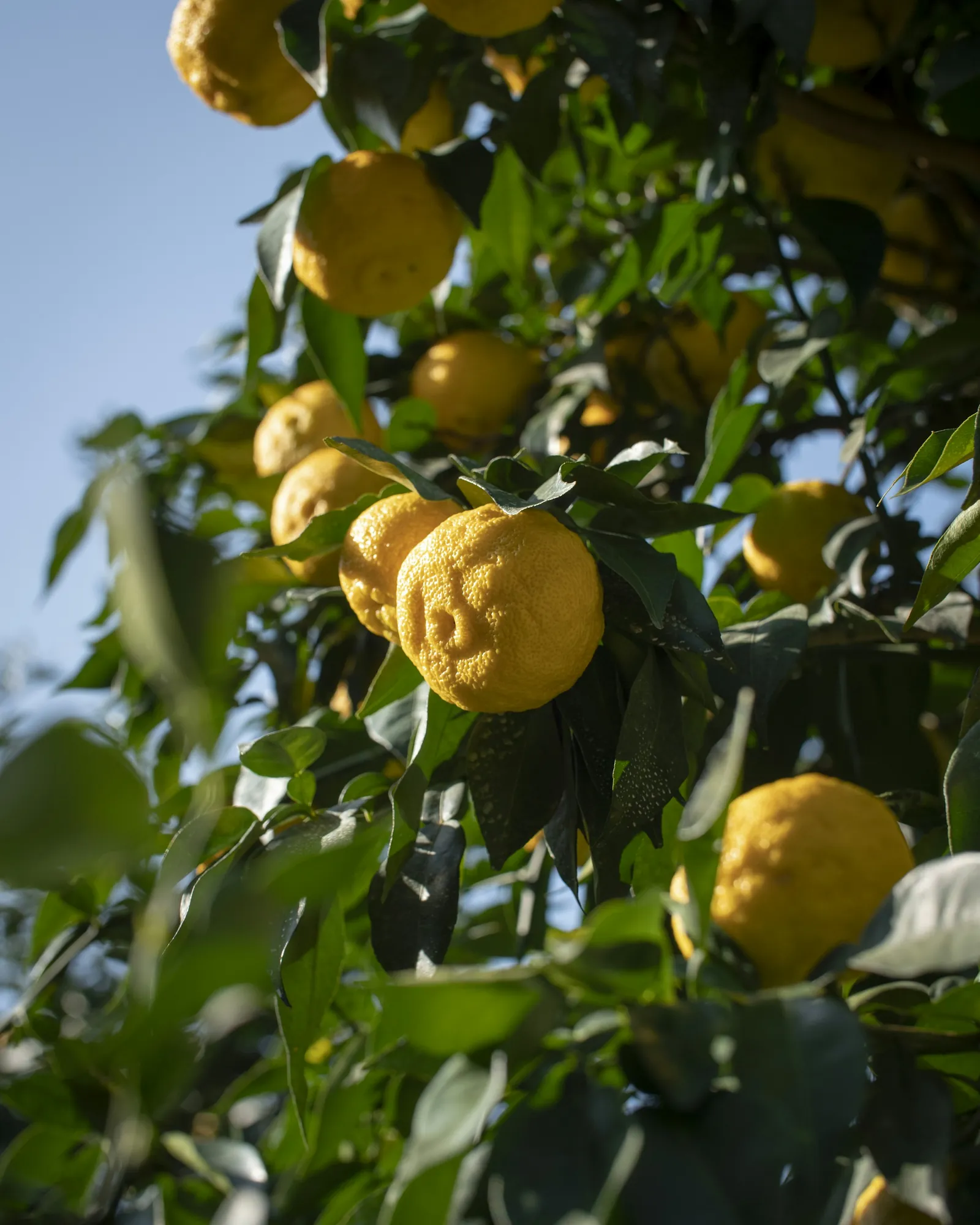 Ripe yellow yuzu fruit on a tree in Japan