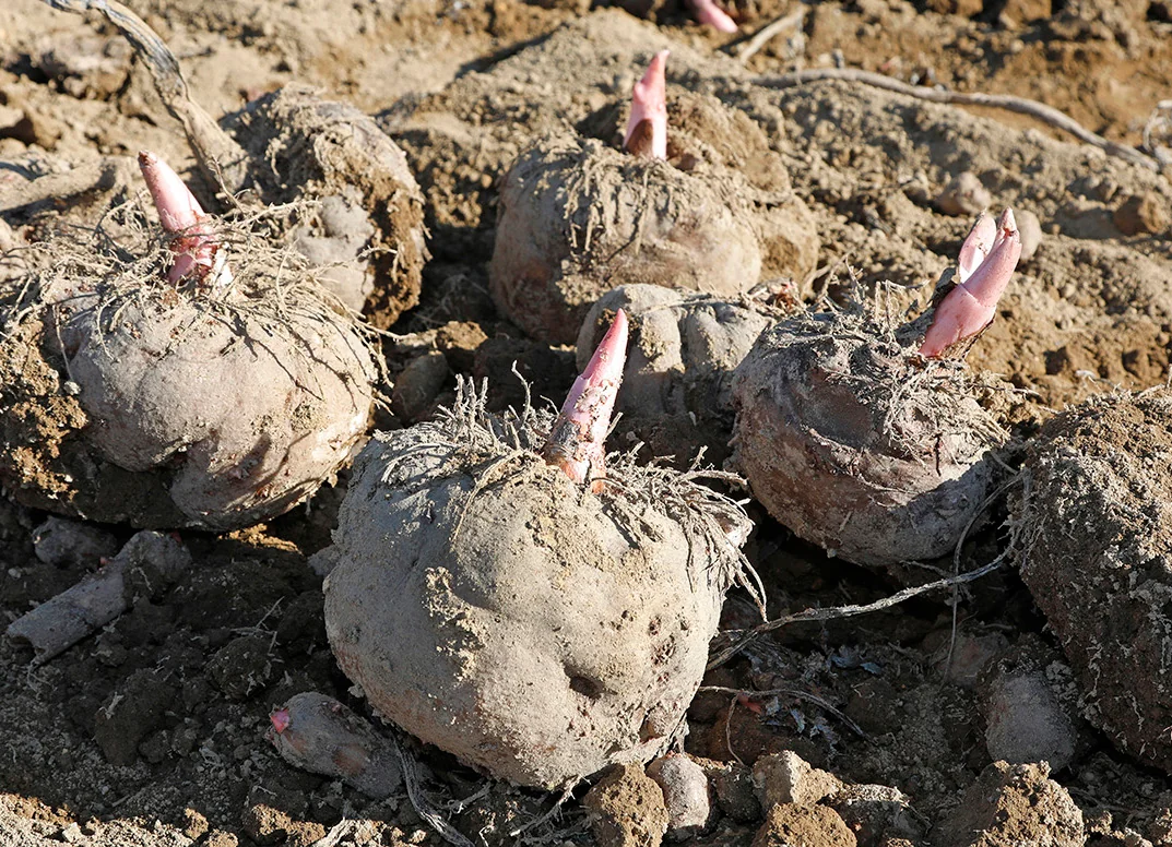 Harvested konjac corms with pink shoots resting on the soil