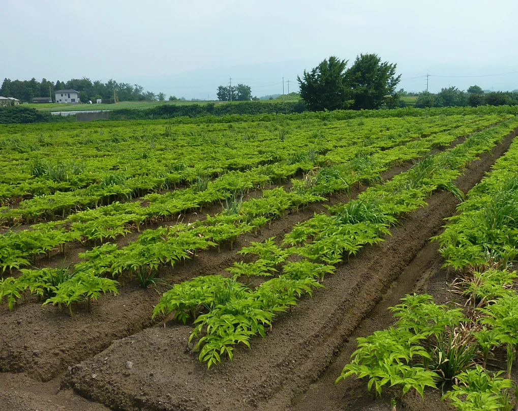 Rows of konjac plants growing in a field in Gunma, Japan