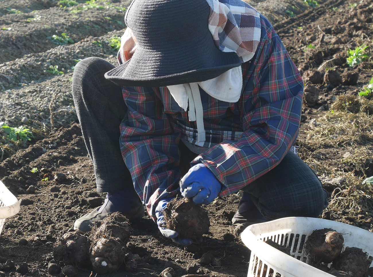 A farmer lifting konjac corms from the soil by hand in Gunma, Japan
