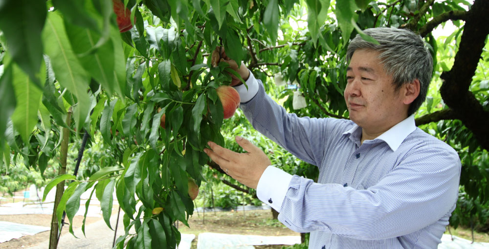 Fruit and growing region in Wakayama