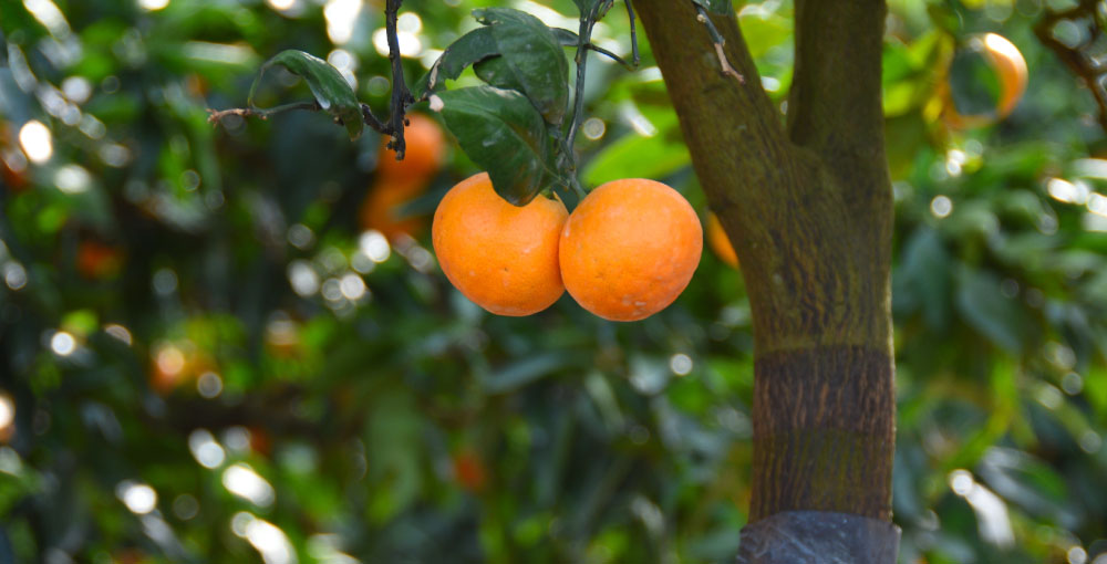 Fruit and growing region in Wakayama